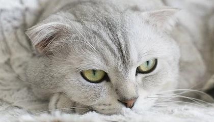 PG电子官方-广东男篮官方：俱乐部有密接人员 延迟出队参赛