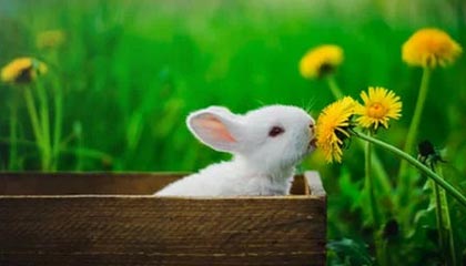 PG电子官方-广东男篮官方：俱乐部有密接人员 延迟出队参赛